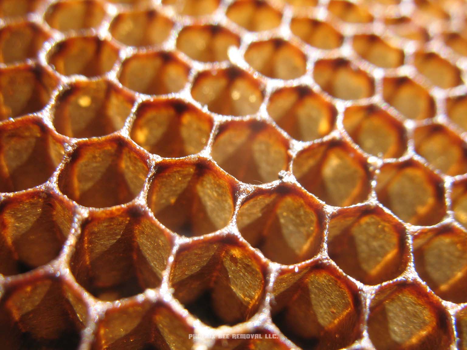 bee honeycomb