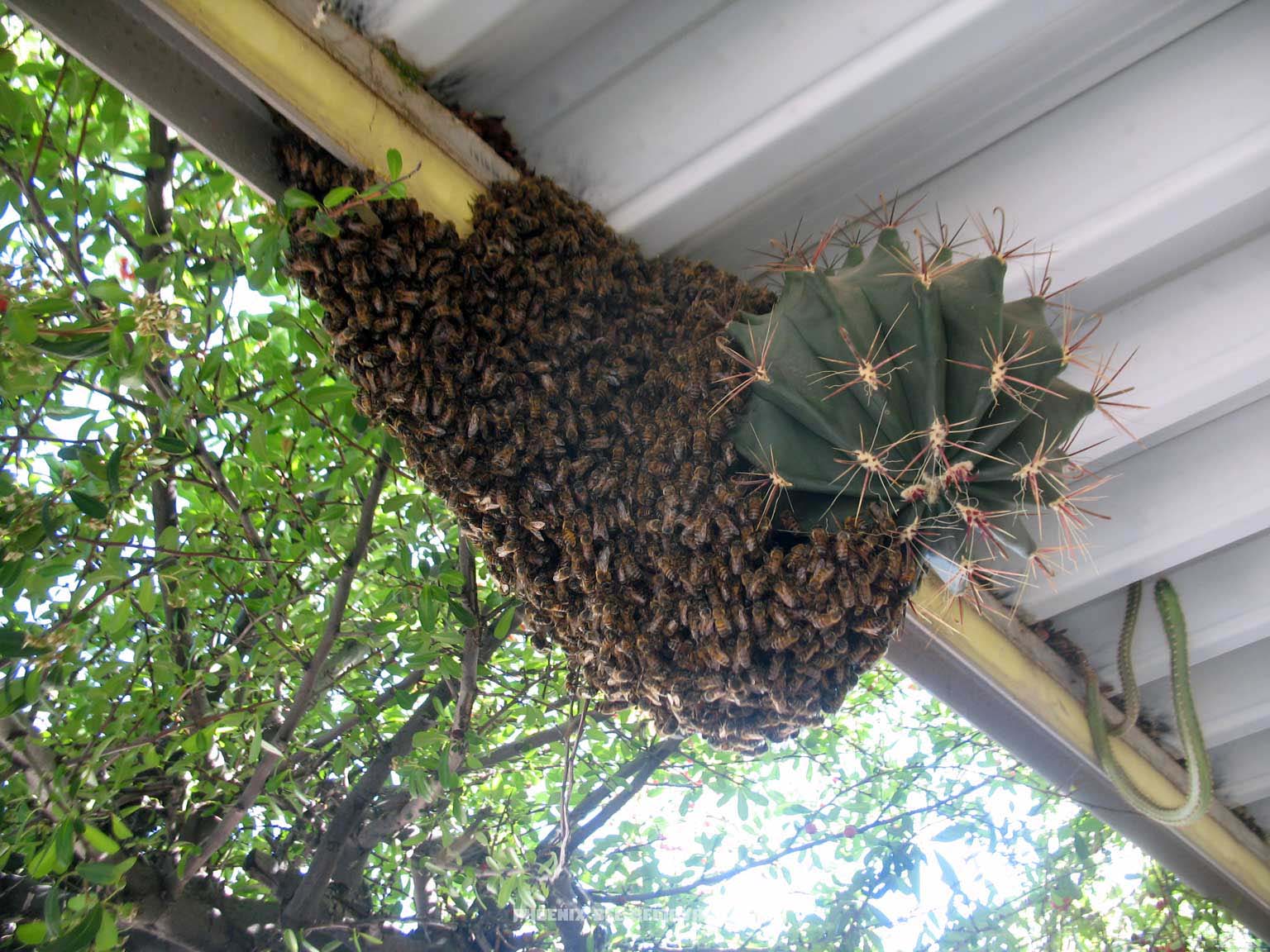 Honey Bee Swarm On A Cactus